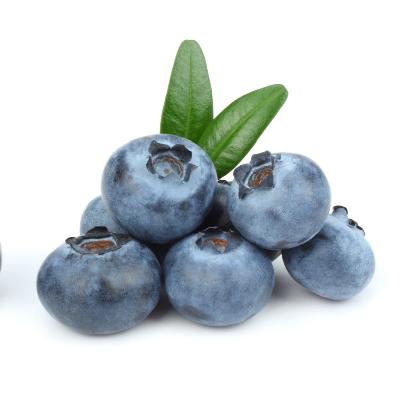 Fresh blueberries from Sunshine Blue blueberry bush, showcasing ripe and juicy fruit with green leaves.