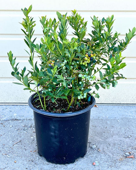 Fresh blueberries from Sunshine Blue blueberry bush, showcasing ripe and juicy fruit with green leaves.