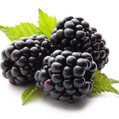 Triple Crown Thornless Blackberry Bush