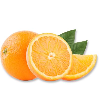 Trovita Sweet  Semi-Dwarf Orange Tree