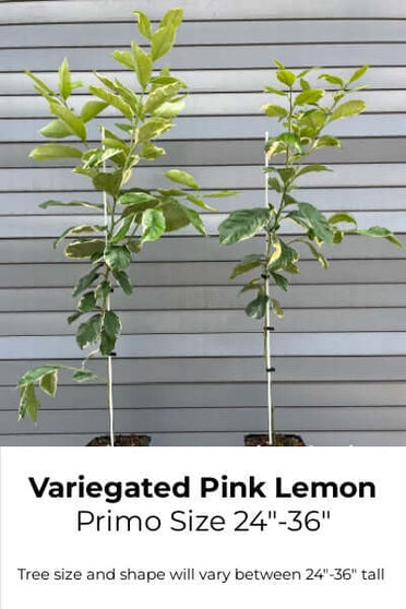 Variegated Pink Lemon fruit cut in half showing its pink interior against a white background.