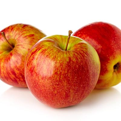 新品　appletrees mid night XS Scarlet Sentinel Limbless Apple Tree - Grows double the