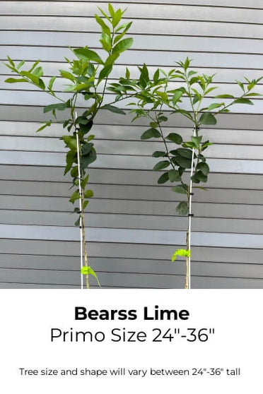 Bearss Seedless (Tahitian/Persian) Semi-Dwarf Lime Tree