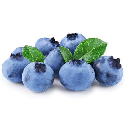 Biloxi Blueberry bush for sale