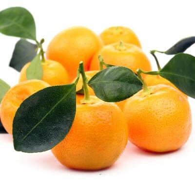 calamondin mini orange tree Calamondin Semi-Dwarf Tree