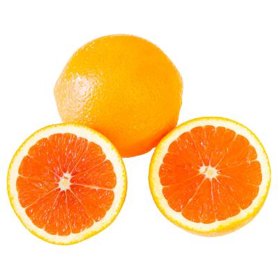 Cara Cara Sweet Semi-Dwarf Orange Tree