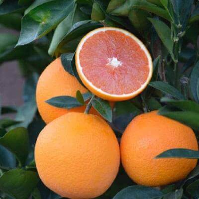 cara cara orange tree for sale