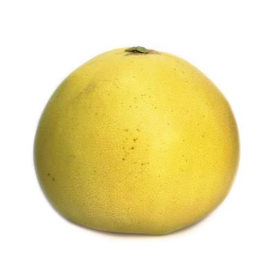 Chandler Pummelo SemiDwarf Grapefruit Tree