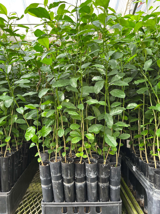 Citrus Macrophylla Rootstock Seedling