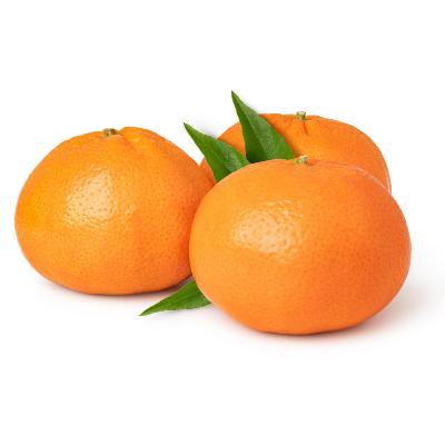Clementine / Algerian Semi-Dwarf Mandarin Tree