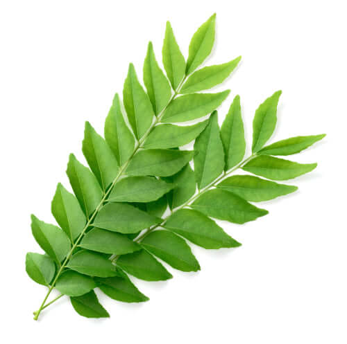 fertilizer for curry leaves plant Curry Leaf Tree- grow your own curry leaves for cooking