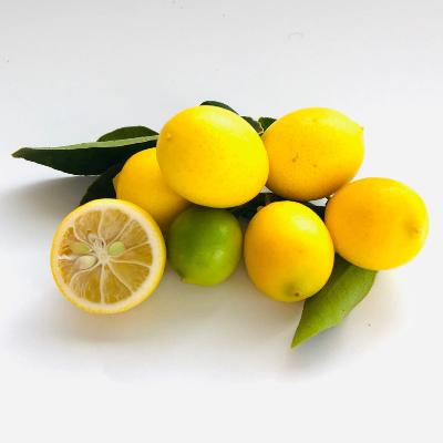 Eustis Semi-Dwarf Limequat Tree