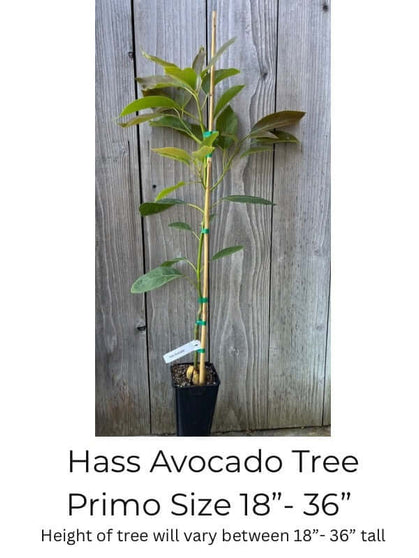 hass avocados