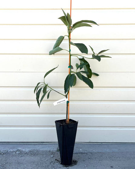 Jan Boyce Avocado Tree