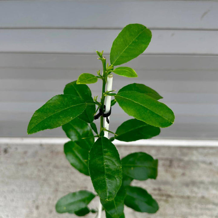 Citrus Macrophylla Rootstock Seedling