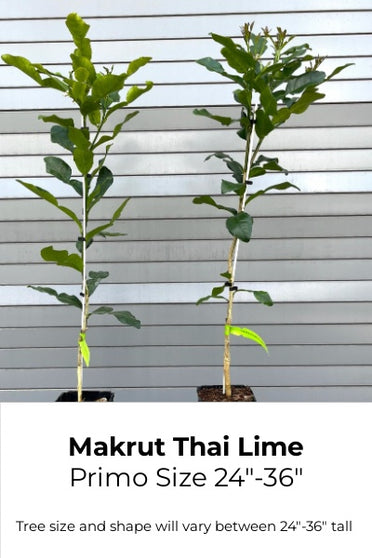 makrut thai lime tree for sale