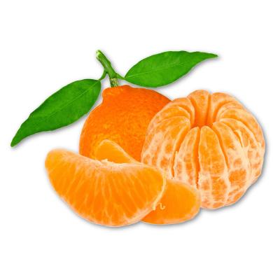 Miho Wase Satsuma Semi-Dwarf Mandarin Tree For Sale