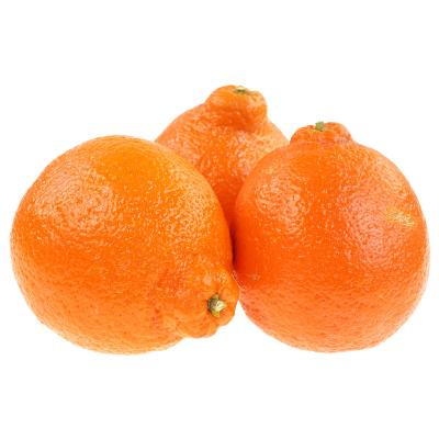 Minneola Semi-Dwarf Tangelo Tree
