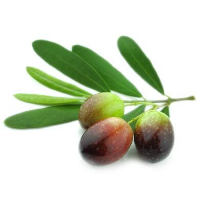 Manzanillo olives on a white table