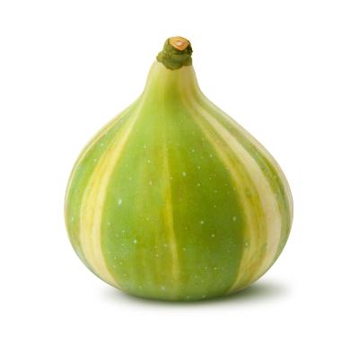 panache tiger striped fig tree for sale