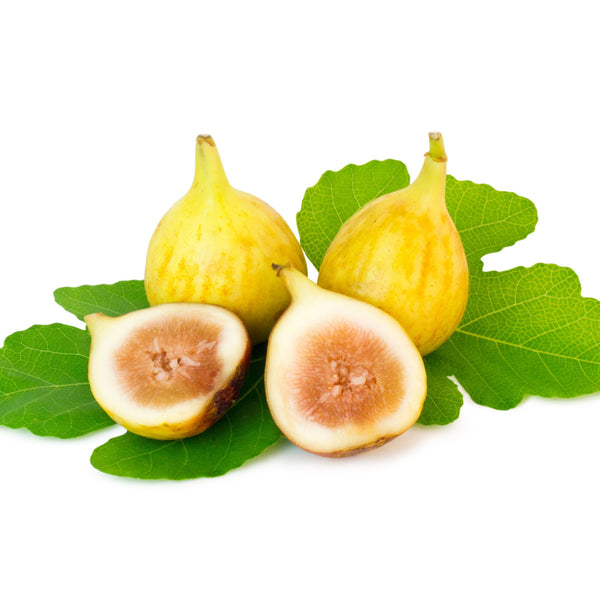 Greek Giant Honey Fig Tree ~25 Top Quality Seeds - HUGE Size