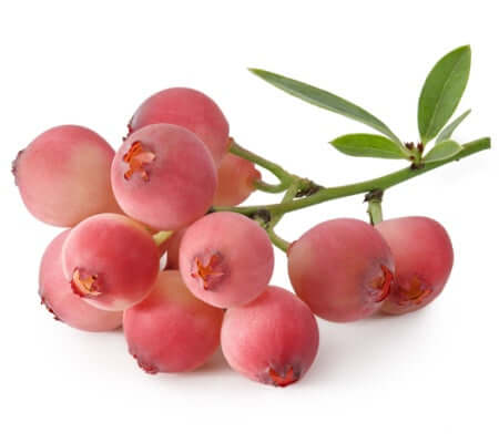 Pink LEMONADE Blueberry Bush for Sale