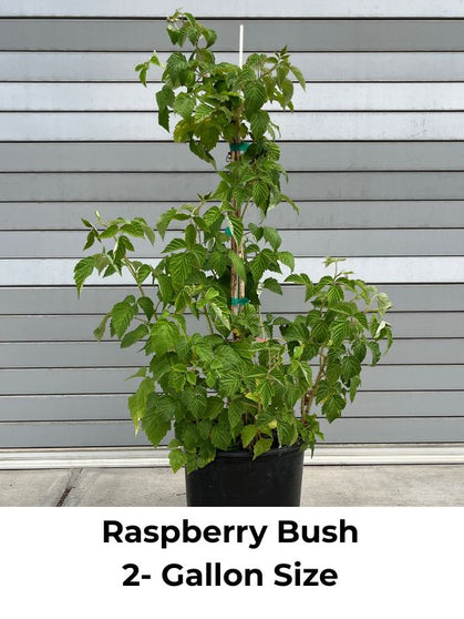 Three raspberries with a green leaf on a white background