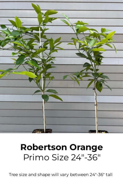 Robertson Navel Orange Tree- Classic Orange Flavor