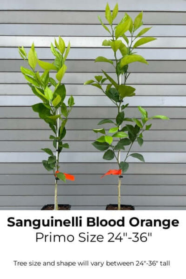 sanguinelli blood orange tree for sale