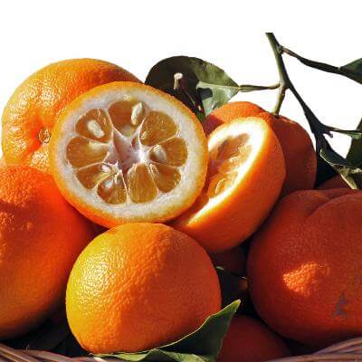 Seville Sour Orange Semi-Dwarf Tree