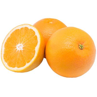 Valencia Sweet  Semi-Dwarf Orange Tree