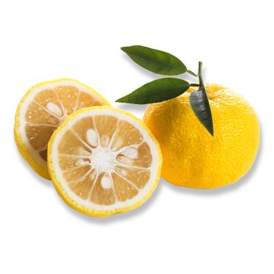 yuzu lime tree for sale
