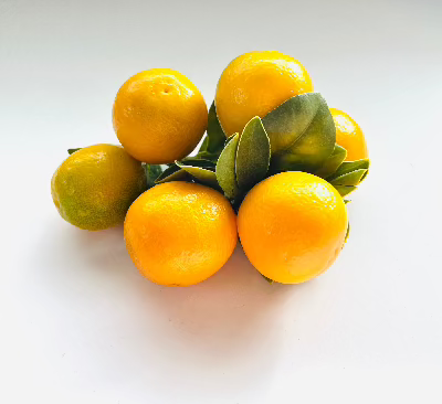 Fukushu-kumquat-tree-for-sale