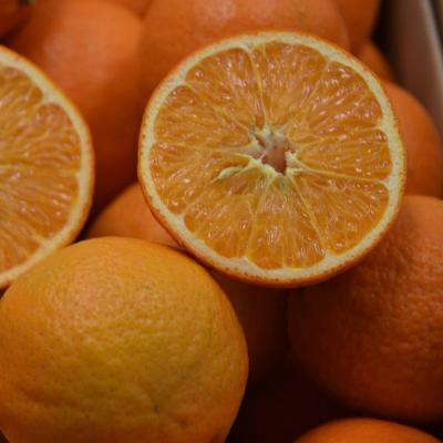 Lee x Nova Semi-Dwarf Mandarin Tree