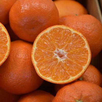 繁栄の木 Page Semi-Dwarf Mandarin Tree - Sweet & Juicy