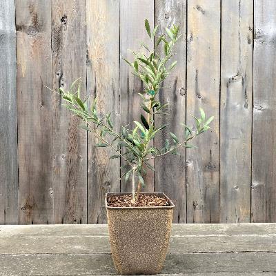 Decorative Olive Tree in a Grey Planter for sale