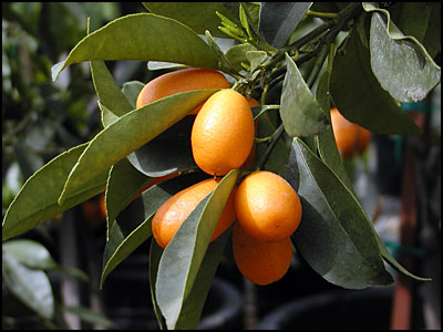 Nagami Semi-Dwarf Kumquat Tree