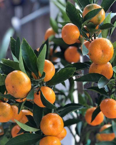 Kishu-Mandarin tree for sale