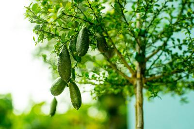 Australian Finger Lime Semi-Dwarf Tree