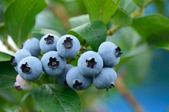 O'NEAL BLUEBERRIES